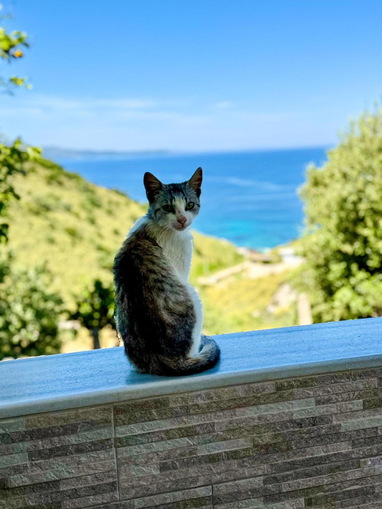 Vila Paza Σαράντα Εξωτερικό φωτογραφία